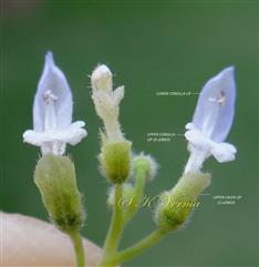  Flowers showing large upper (posterior) sepal